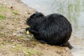 Black beaver rat or nutria at the farm near the lake Royalty Free Stock Photo