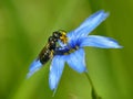 Black Bee On Blue Flower 1 Royalty Free Stock Photo