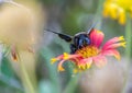 Black bee at flower
