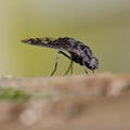 Black bee fly insect macro Royalty Free Stock Photo