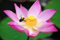 Bee collecting nectar from a lotus flower. Royalty Free Stock Photo