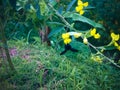 Black Bee Melissodes Bimaculata Sucking Yellow Flowers Of Pigeon Pea Plant In The Farm Field Royalty Free Stock Photo