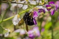 Black bee pollinating a wild radish flower