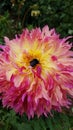 Black bee on pretty yellow and pink flower blossom petals and green leaves Royalty Free Stock Photo