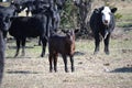 Black Beef Calf in the Pasture