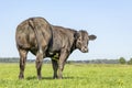 Black beef cow from behind, looking backwards in a green field, under a blue sky