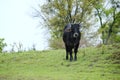 Black beef cow in Texas spring field