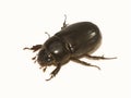 Black Beetle Royalty Free Stock Photo