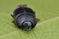 Black beetle Royalty Free Stock Photo