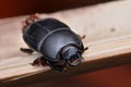 Black beetle Royalty Free Stock Photo