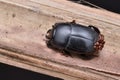 Black beetle Royalty Free Stock Photo