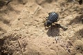 Black Beetle . Royalty Free Stock Photo