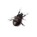 A black beetle lying on a white background. Royalty Free Stock Photo
