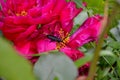 Black beetle climbed on a red peony flower