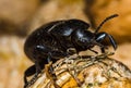 Black beetle closeup Royalty Free Stock Photo