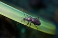 Black beetle closeup in evening light of a lamp Royalty Free Stock Photo
