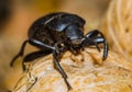 Black beetle closeup Royalty Free Stock Photo