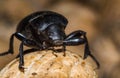 Black beetle closeup Royalty Free Stock Photo