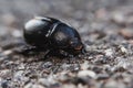 Black beetle crawling on the asphalt