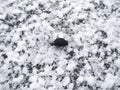 Black beetle crawling on white crystals of salt covering the surface of the dried lake