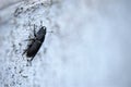 Black beetle crawls on stone wall, macro photo Royalty Free Stock Photo