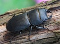 Black beetle (Dorcus parallelipipedus)