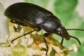 Black beetle Royalty Free Stock Photo