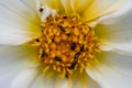 Black beetle infestation on Dahlia stalk. Royalty Free Stock Photo