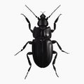 The Black Beetle Insect Arthropod Variation 4 Isolated, Transparent Background