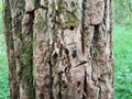 Black beetle insect on brown tree bark with moss