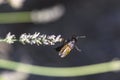 Black beetle on a lavender flower whose chitin shell dazzles in the sun in bright colors