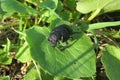 Beetle on a plant in the garden, closeup Royalty Free Stock Photo