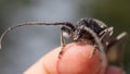 Black beetle with long antennas sits on a human finger