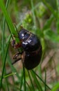 A black beetle with a long horn in a natural enviroment. Scarabaeidae family. Copris hispanus