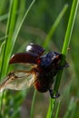 A black beetle with a long horn in a natural enviroment. Scarabaeidae family. Copris hispanus