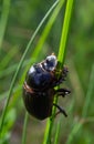 A black beetle with a long horn in a natural enviroment. Scarabaeidae family. Copris hispanus