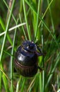 A black beetle with a long horn in a natural enviroment. Scarabaeidae family. Copris hispanus