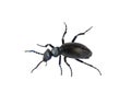 Black Beetle of Meloe proscarabaeus male M. proscarabaeus on white Royalty Free Stock Photo