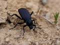 Black Beetle