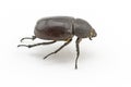 Black beetle,Rhinoceros beetle, Rhino beetle, Hercules beetle, U Royalty Free Stock Photo