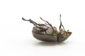 Black beetle,Rhinoceros beetle, Rhino beetle, Hercules beetle, U Royalty Free Stock Photo