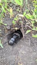 Black Beetle is a shearer nicknamed "Kravchik". Dung beetle. Royalty Free Stock Photo