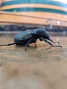 This black beetle with slightly jagged legs is very hard and he is also able to lift weights that are much heavier than his body