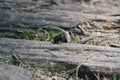 Black beetle stands in the forest