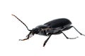 Black beetle very close up Royalty Free Stock Photo