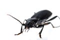 Black beetle very close up Royalty Free Stock Photo