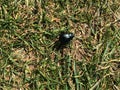 Black Beetle walking over grassland.