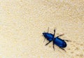 Black beetle crawling through sand.