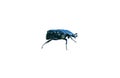 Black beetle on a white background Royalty Free Stock Photo