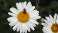 Black beetle with red stripes on chamomile-like flower 1